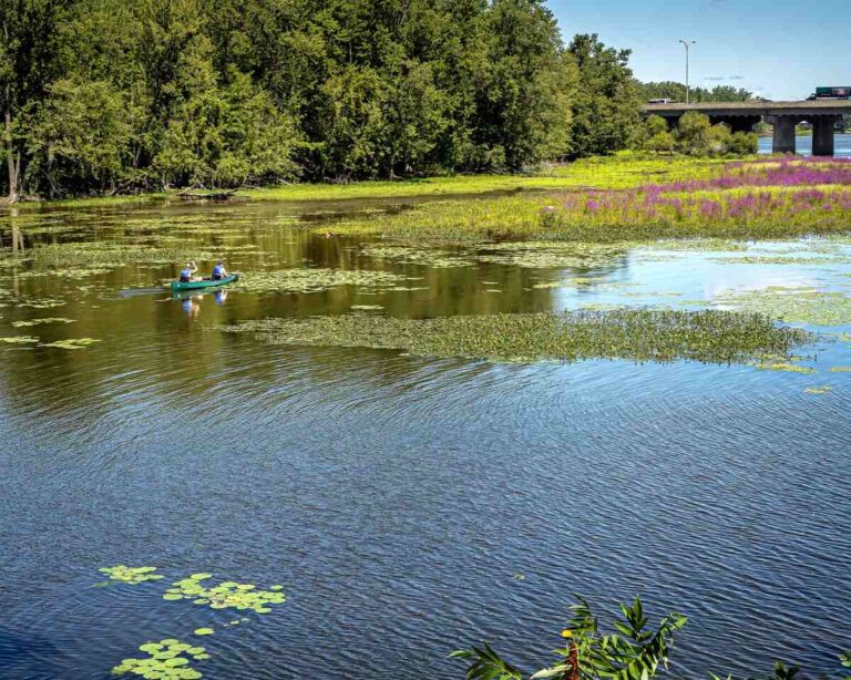 A man paddles a canoe on a lake surrounded by water and plants.