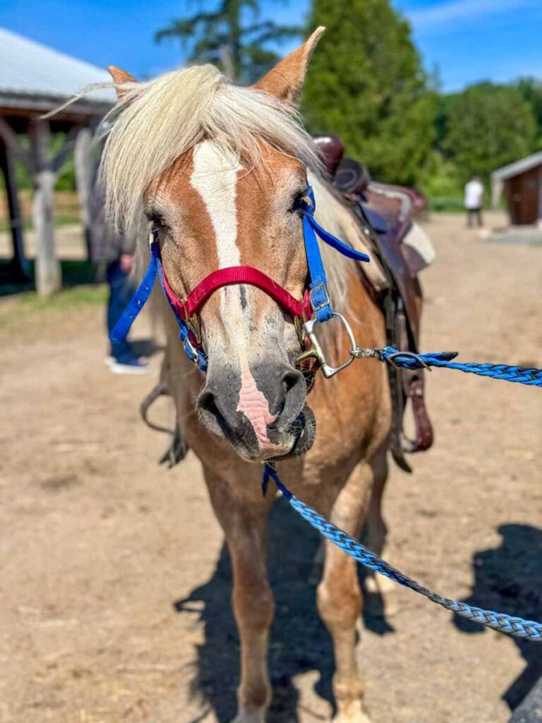 Ken the horse with a big personality