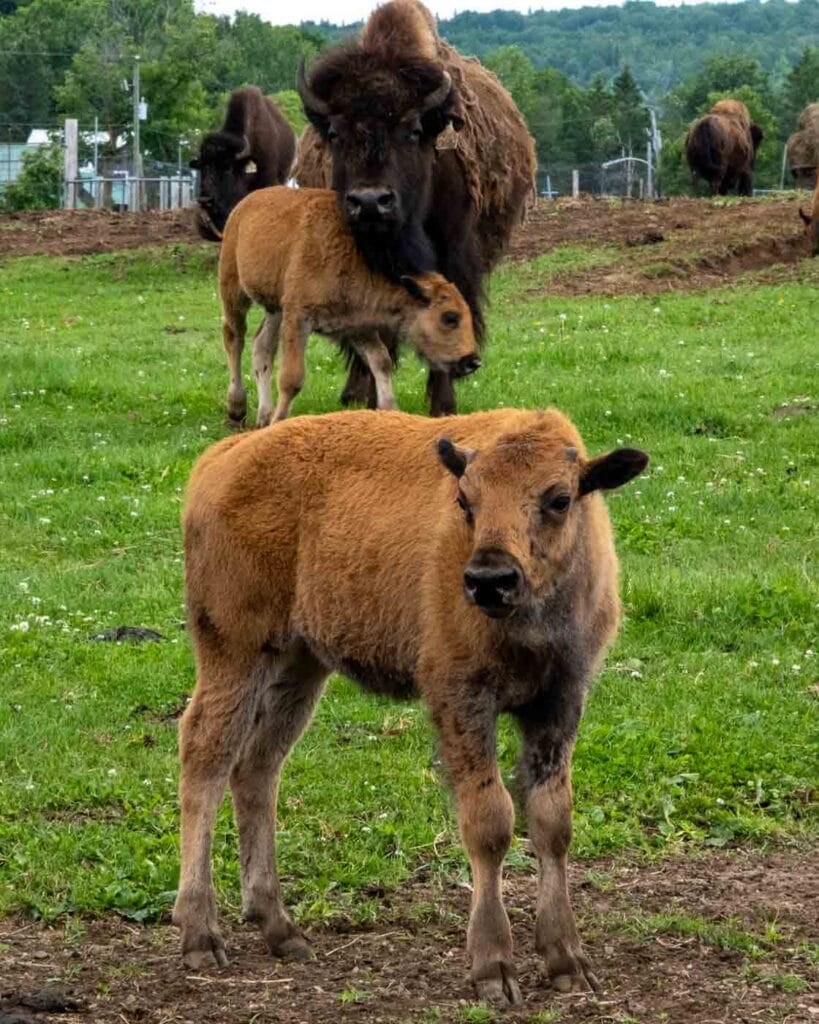 bison calf at La Terre des Bisons