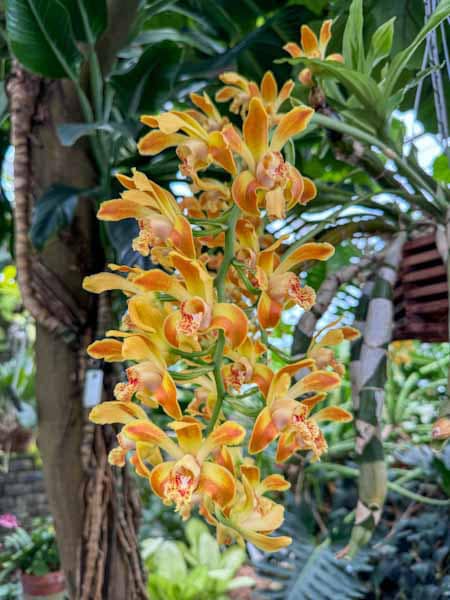 greenhouse orchid at Montreal Botanical Garden