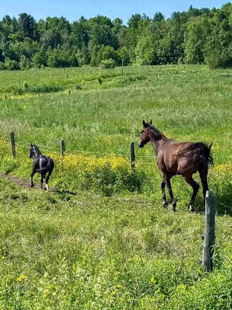 mare and colt in meadow at Le Baluchon