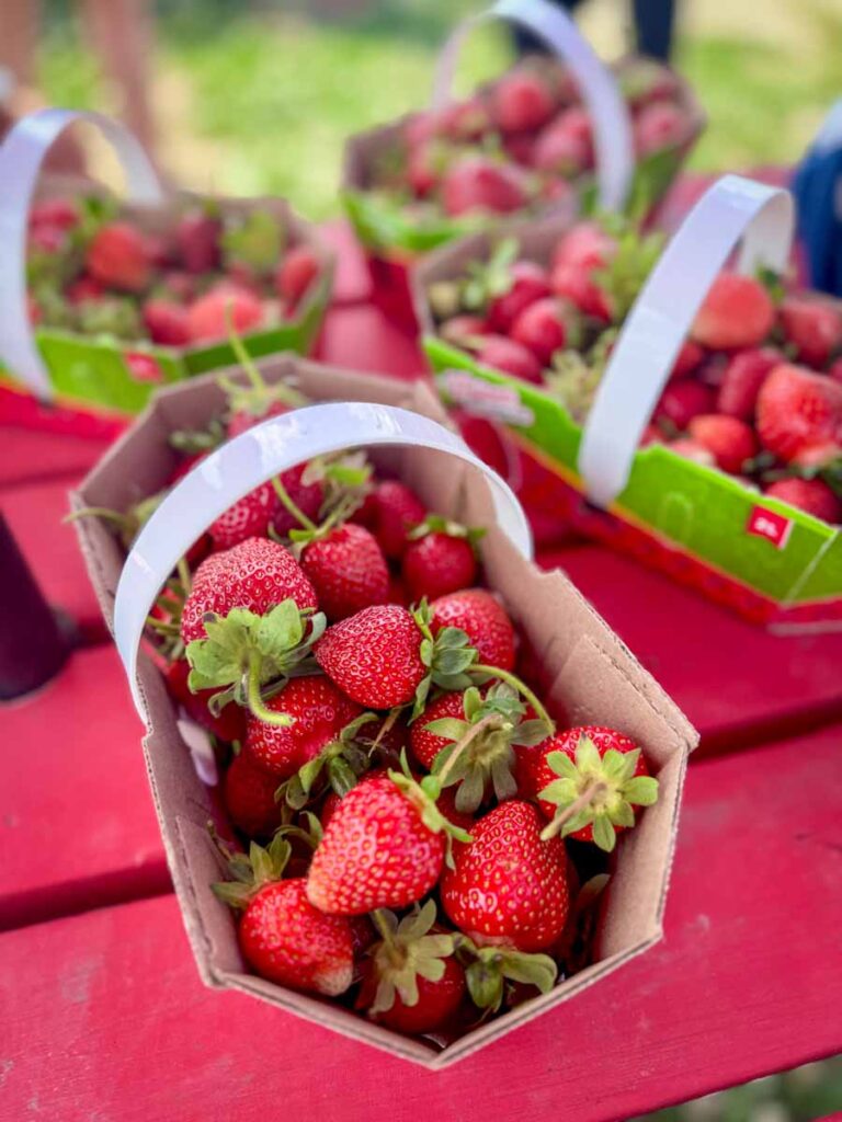 basket of strawberries at Ferme Forget